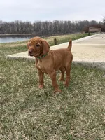 Copper, a male Vizsla for sale in Cresco, IA – Photo 2 of 2