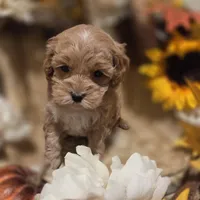 processed/3f6f6a22-ed42-4c9b-97fd-1aca807d6a03/facility/30cb7b55-3be9-4ec9-9913-b9a426f345a3