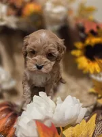 processed/3f6f6a22-ed42-4c9b-97fd-1aca807d6a03/facility/30cb7b55-3be9-4ec9-9913-b9a426f345a3