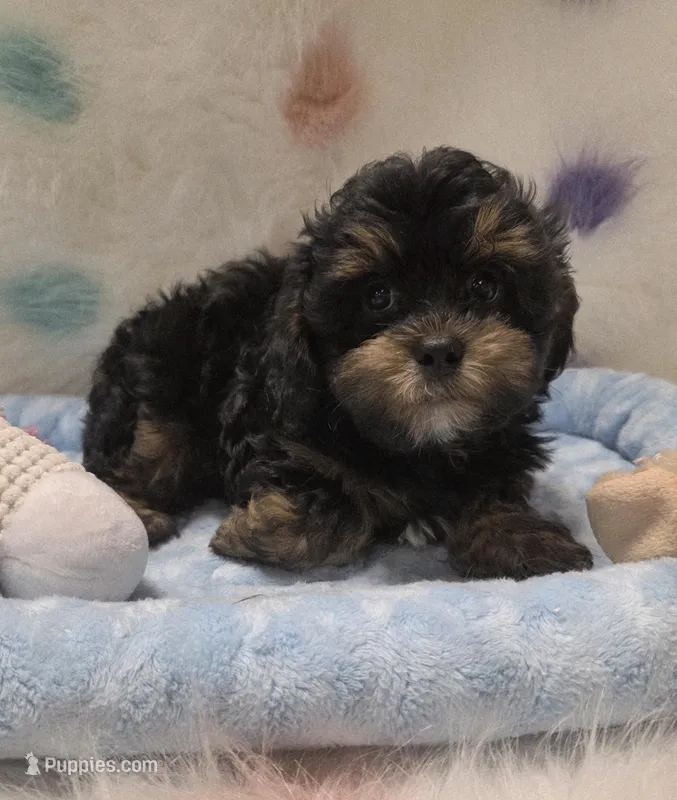 Sweet boy – Shihpoo puppy for sale in Rockwall, TX