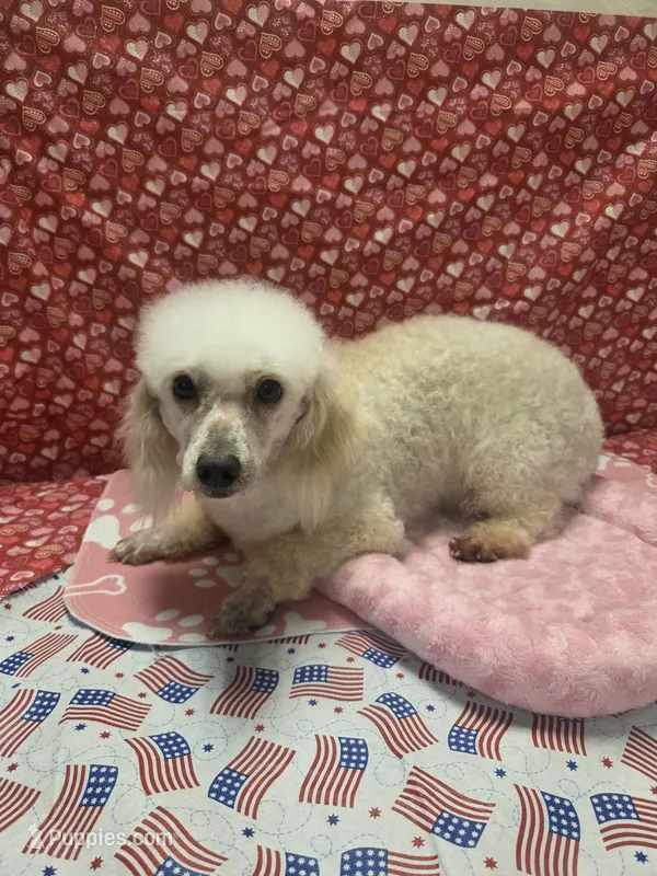 Bunny – Poodle - Miniature  puppy for sale in Rockwall, TX