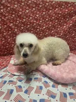 Bunny, a female Poodle - Miniature  for sale in Rockwall, TX – 1 of 1