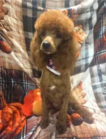 Penny, a female Cockapoo for sale in Rockwall, TX – 2 of 2