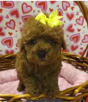 Destiny, a female Cockapoo for sale in Rockwall, TX – 2 of 2