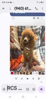 Penny, a female Cockapoo for sale in Rockwall, TX – 1 of 2