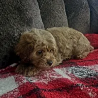Red princess, a female Yorkipoo for sale in Rockwall, TX – 5 of 6