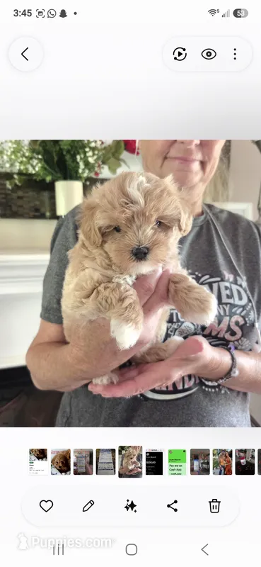 Princeton – Maltipoo puppy for sale in Rockwall, TX