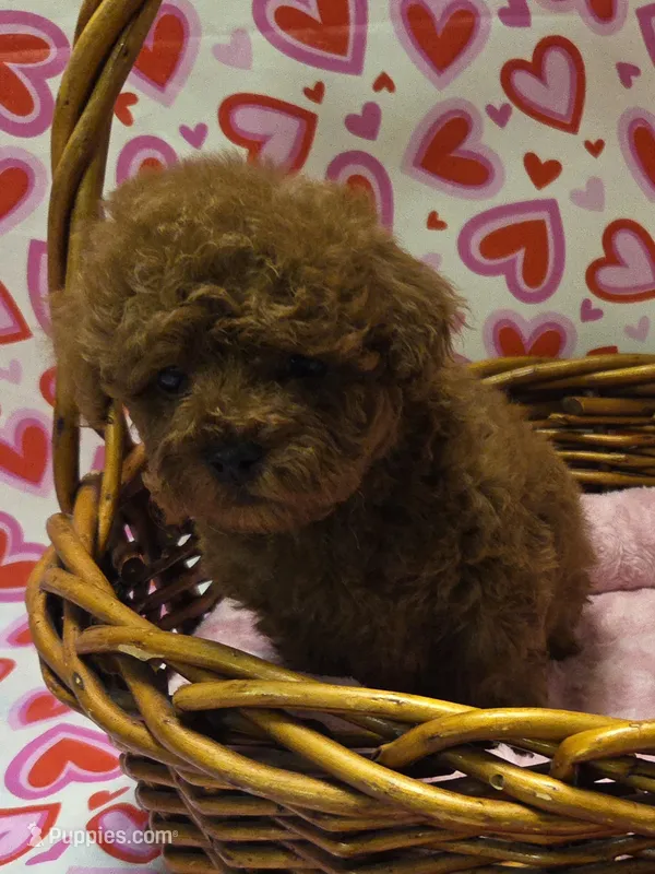 Valentina. – Yorkipoo puppy for sale in Rockwall, TX