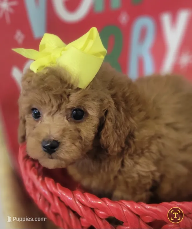 Miracle – Yorkipoo puppy for sale in Rockwall, TX