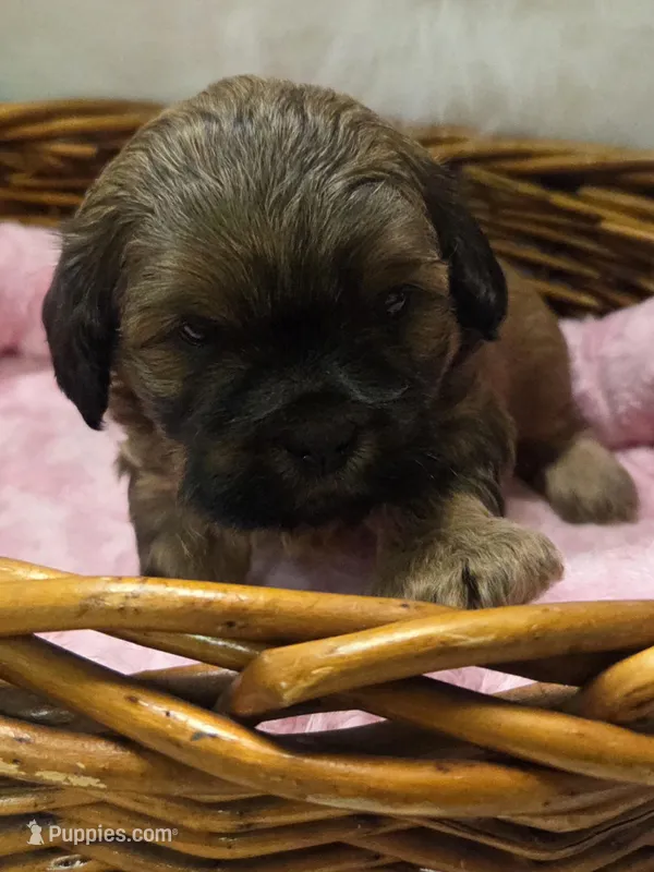 Peanut – Shihpoo puppy for sale in Rockwall, TX