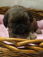 Peanut, a female Shihpoo for sale in Rockwall, TX – Photo 1 of 3