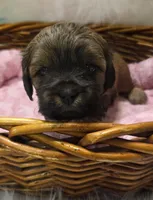 Peanut, a female Shihpoo for sale in Rockwall, TX – Photo 3 of 3