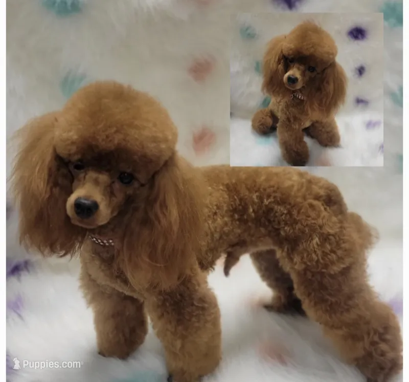 Destiny – Cockapoo puppy for sale in Rockwall, TX