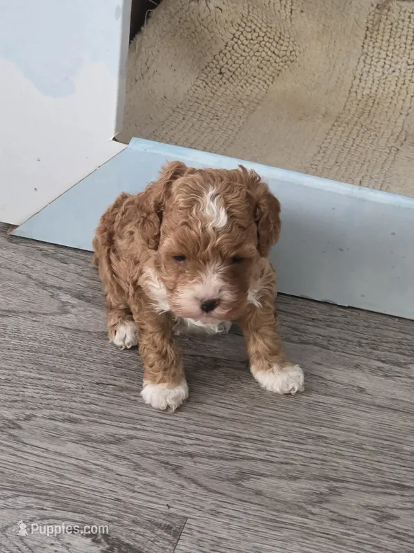 Princeton – Cockapoo puppy for sale in Rockwall, TX