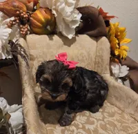 Princess, a female Yorkipoo for sale in Rockwall, TX – Photo 3 of 3
