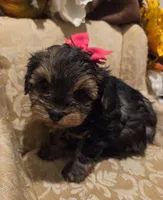 Princess, a female Yorkipoo for sale in Rockwall, TX – Photo 2 of 3