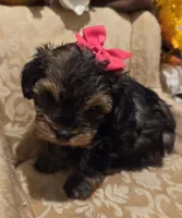 Princess, a female Yorkipoo for sale in Rockwall, TX – Photo 1 of 3