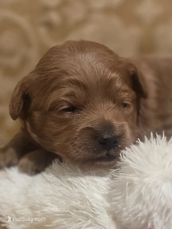 Miracle, a male Yorkipoo for sale in Rockwall, TX – 1 of 2