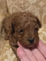 Miracle, a female Double Doodle for sale in Rockwall, TX – Photo 1 of 6