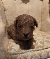 Miracle, a female Double Doodle for sale in Rockwall, TX – Photo 5 of 6