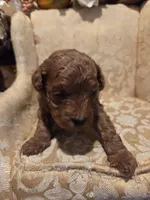 Miracle, a female Double Doodle for sale in Rockwall, TX – Photo 6 of 6