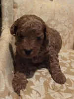 Miracle, a female Double Doodle for sale in Rockwall, TX – Photo 2 of 6