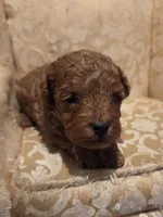 Miracle, a female Double Doodle for sale in Rockwall, TX – Photo 3 of 6