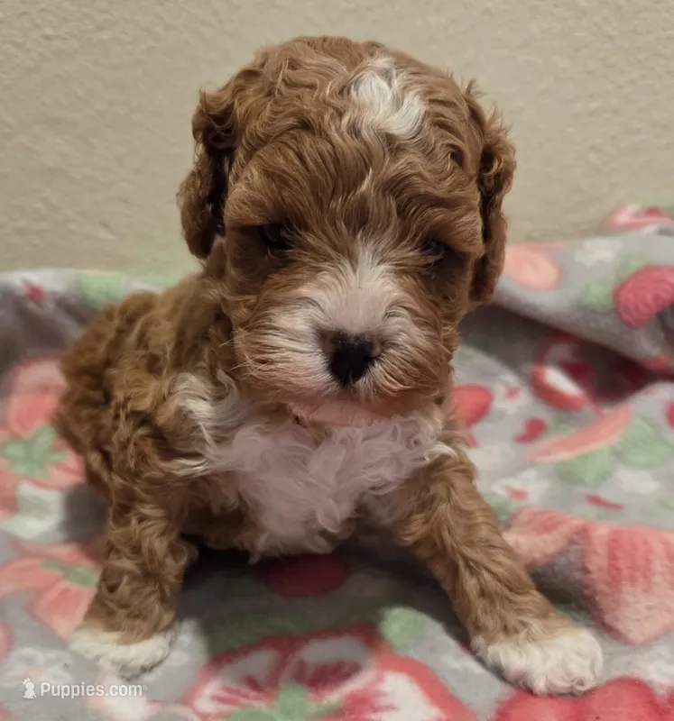 Rosie – Cockapoo puppy for sale in Rockwall, TX