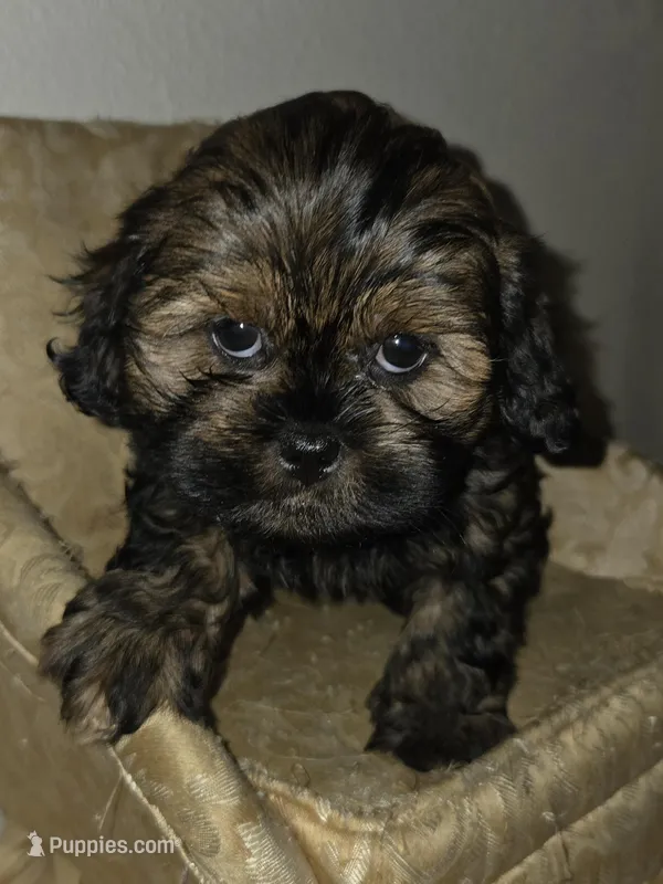 Princeton – Shihpoo puppy for sale in Rockwall, TX