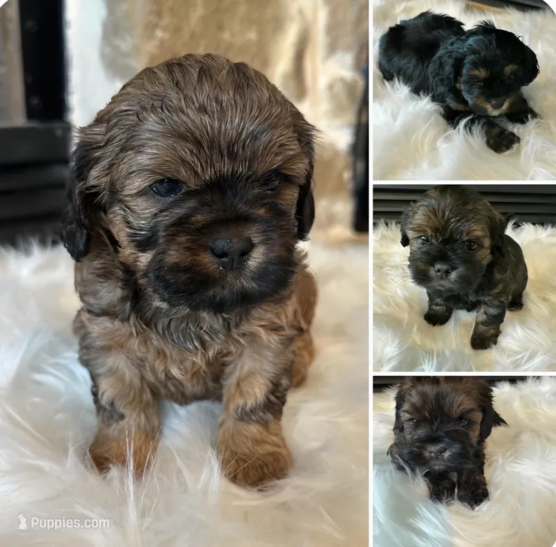 Princeton – Shihpoo puppy for sale in Rockwall, TX