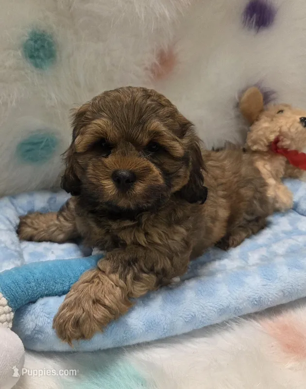 Princeton – Shihpoo puppy for sale in Rockwall, TX