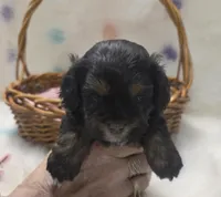 Princeton, a male Shihpoo for sale in Rockwall, TX – Photo 3 of 3