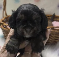 Princeton, a male Shihpoo for sale in Rockwall, TX – Photo 1 of 3