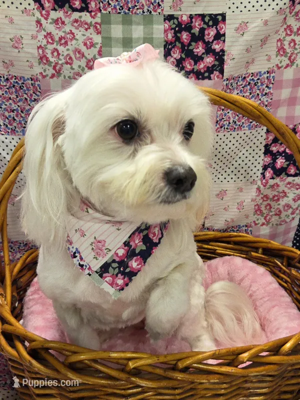 Molly – Maltese puppy for sale in Rockwall, TX