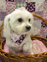 Molly, a female Maltese for sale in Rockwall, TX – 1 of 1