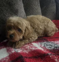 Red princess, a female Yorkipoo for sale in Rockwall, TX – 4 of 6