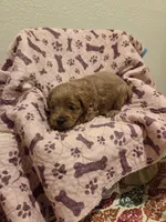 Rosie, a female Yorkipoo for sale in Rockwall, TX – 3 of 4