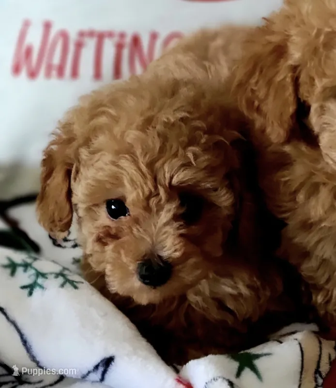 Miracle – Yorkipoo puppy for sale in Rockwall, TX