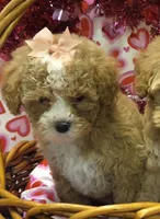 Little red raina, a female Cockapoo for sale in Rockwall, TX – Photo 2 of 4