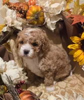 Little red raina, a female Cockapoo for sale in Rockwall, TX – Photo 4 of 4