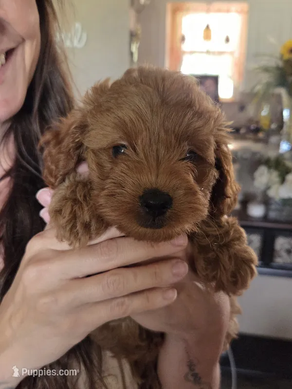 Red princess – Yorkipoo puppy for sale in Rockwall, TX