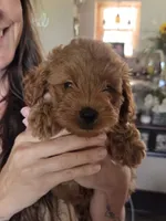 Red Rouge, a female Yorkipoo for sale in Rockwall, TX – 2 of 3