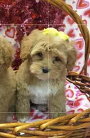Miss molly, a female Cockapoo for sale in Rockwall, TX – Photo 1 of 3