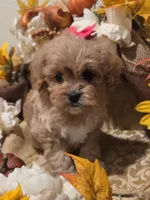 Miss molly, a female Cockapoo for sale in Rockwall, TX – Photo 3 of 3