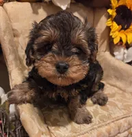 Sweet pea, a female Yorkipoo for sale in Rockwall, TX – Photo 4 of 4