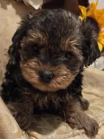 Sweet pea, a female Yorkipoo for sale in Rockwall, TX – Photo 2 of 4