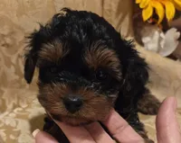 Sweet pea, a female Yorkipoo for sale in Rockwall, TX – Photo 1 of 4