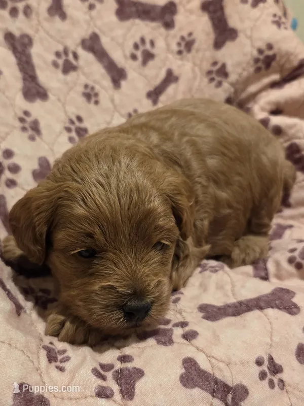 Rosie – Yorkipoo puppy for sale in Rockwall, TX
