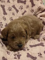 Rosie, a female Yorkipoo for sale in Rockwall, TX – 1 of 4