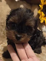 Teddy bear, a male Yorkipoo for sale in Rockwall, TX – Photo 1 of 4